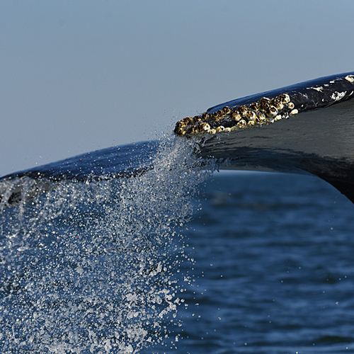 Humpback Whale Megaptera novaeangliae
