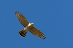 Sparrowhawk