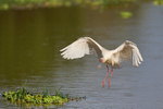 African Spoonbill
