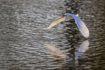 Snowy Egret flying low over water, Venice Rookery, Florida