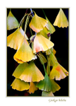 Ginkgo biloba