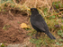 Blackbird