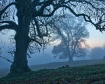 Brahan estate oaks