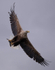 WHITE TAILED EAGLE, ISLE OF MULL, SCOTLAND