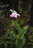 SHOWY LADYSLIPPER - BRUCE COUNTY