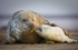 Grey Seal and Pup