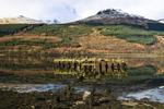 Old Pier, Loch Long, Arrochar - 3522