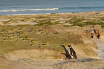 Magellanic Penguin