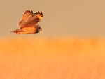 Short-eared Owl golden light, Hawling, Gloucestershire