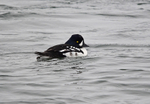 Barrow's Goldeneye