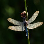 Male Keeled skimmer