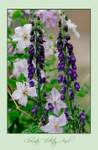 Clematis 'Blekitny Aniol'