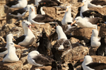 Black-browed Albatrosses attack Brown Skua in colony, Steeple Jason