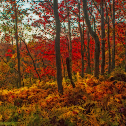 Autumn abstract of filtered afternoon sun illuminating a forest of ostrich ferns