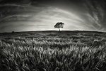 Crops and Tree