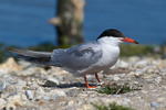 Common Tern standing on one of the islands in the Brownsea lagoon