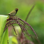 Yellow-faced Grassquit portfolio
