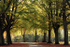 Bristol landscape_Clifton trees in Autumn__B081_In Wade