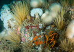 The Manacles Reef