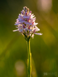 Heath Spotted-orchid