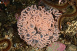 Tritonia hombergi eggs