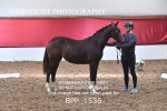 BPP_1536