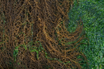 Rockweed 1