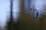 Tricolored Heron flying head up, Venice Rookery, Florida