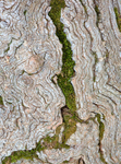 Bark valley, near Thorverton