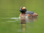 Summer plumage Slavonian Grebe, Iceland