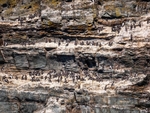 Common Guillemots