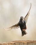 Starling landing on signpost, Otterbourne, Hampshire