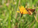 Lulworth Skipper (male), Dorset coast, Isle of Purbeck