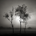 Three Slender Trees