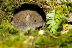Bank Vole portfolio