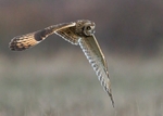 Short-eared Owl
