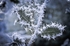 Frosty Holly