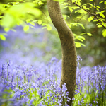 Carpet of Bluebells