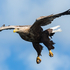 White-tailed Eagle