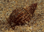 Hinia reticulata