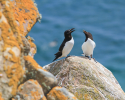 Razorbill Chat