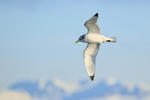 Flying Kittiwake, Snæfellsnes peninsula, Iceland
