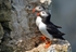 Puffins