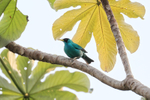 Green Honeycreeper portfolio