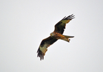 Red Kite