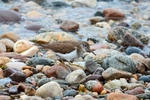 Common Sandpiper