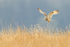 Short-eared Owl flying low, Hawling, Gloucestershire