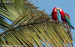 Red and Green Macaws