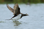 Long-tailed Duck (male) takes off, Iceland