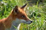 Red Fox